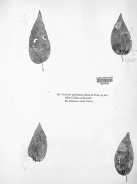 Pleochaeta polychaeta image